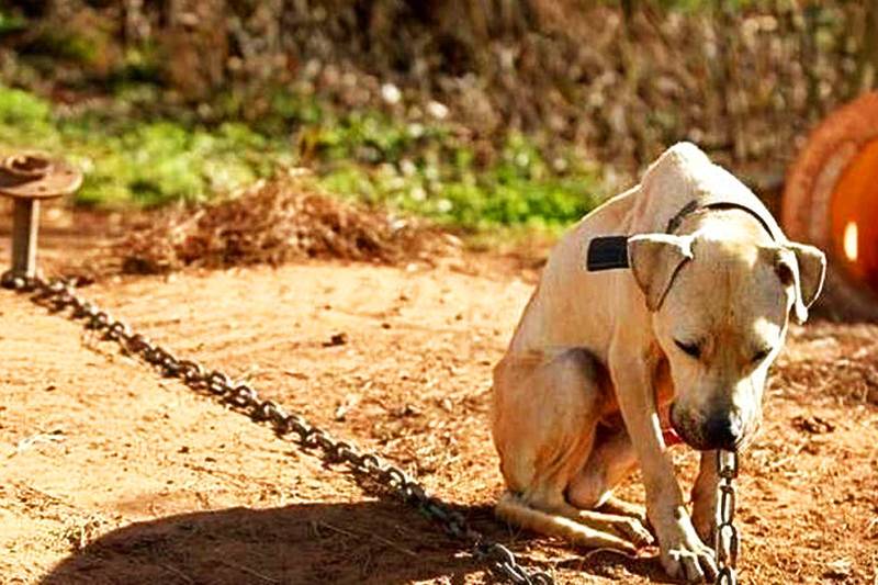 Maus-tratos a animais pode levar a cinco anos de prisão em regime fechado
